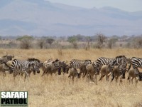 Zebror och gnuer i Tarangire. Jmfr gnuernas frg med gnuer i Serengeti p andra bilder  de tillhr olika raser. (Lemiyon i Tarangire National Park, Tanzania)