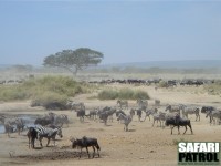 Migrationen vid Lake Magadi/Lake Moru. (Sdra Serengeti National Park, Tanzania)