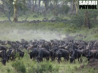 Gnuhjord p vandring. (Moru Kopjes i sdra Serengeti National Park, Tanzania)