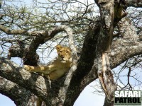 Lejon i ett trd vid Lake Masek. (Vstra Ngorongoro Conservation Area, Tanzania)