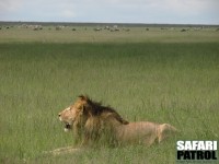 Lejonhane p grssavannen. (Serengeti National Park, Tanzania)