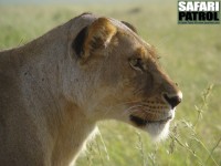 Portrtt av en lejonhona. (Serengeti National Park, Tanzania)