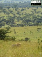 Lejonhane i savanngrset. (Norra Serengeti National Park, Tanzania)