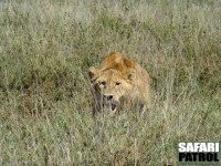 Lejon p jakt. (Serengeti National Park, Tanzania)
