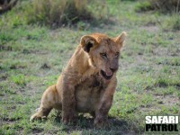 En lejonunge r smutsig efter middagen. (Serengeti National Park, Tanzania)