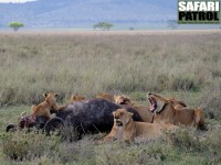 Lejonflock med flld buffel. (Seronera i centrala Serengeti National Park, Tanzania)
