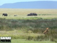Lejon och elefanter p grssavannen. (Centrala Serengeti National Park, Tanzania)