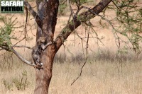 Gepardunge klttrar. (Tarangire National Park, Tanzania)