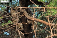 Klippyton i ett trd. (Tarangire National Park, Tanzania)