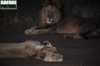 Lejon i mrkret. (Serengeti National Park, Tanzania)