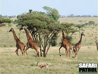Skrmda massajgiraffer. (Serengeti National Park, Tanzania)