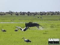 Gnu tar den jobbiga vgen medan vita storkar tittar p. (Sdra Serengeti National Park, Tanzania)
