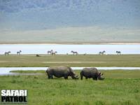 Spetsnoshrningar (kallas ocks svarta noshrningar). I bakgrunden zebror, en gnu och tv Thomsons gaseller. (Ngorongorokratern, Tanzania)