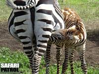 Diande zebrafl. (Ngorongorokratern, Tanzania)
