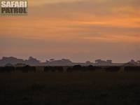 Afrikanska bufflar i soluppgngen. (Maasai Kopjes i Serengeti National Park, Tanzania)